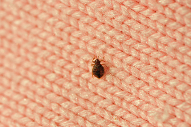 Bed-Bug-Treatment - Montebello Best Pest Pros | Montebello, CA