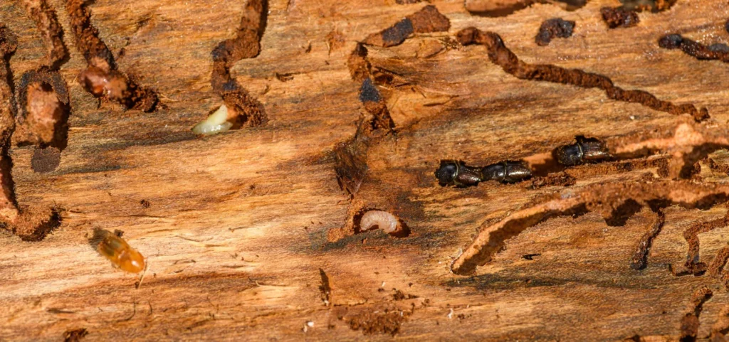 Is Your Home at Risk for Termite Damage - Montebello Best Pest Pros | Montebello, CA