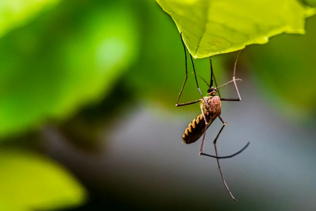 Mosquito-Control-for-Every-Outdoor-Space - Montebello Best Pest Pros | Montebello, CA