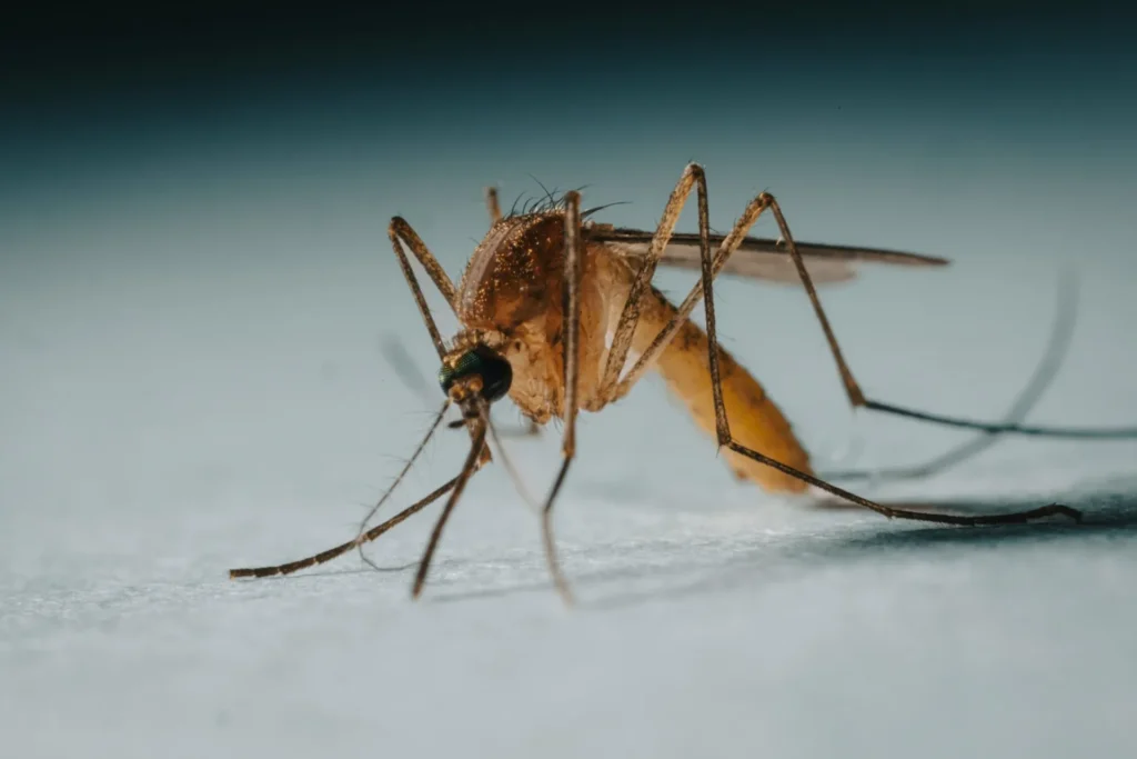 Protect Your Family from Mosquito-Borne-Diseases - Montebello Best Pest Pros | Montebello, CA