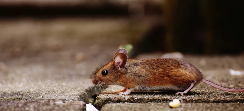 Residential-Commercial-Rodent-Solutions - Montebello Best Pest Pros | Montebello, CA