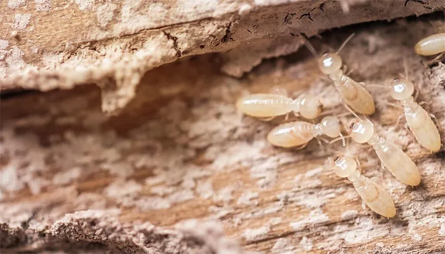 Signs You May Have a Termite Infestation - Montebello Best Pest Pros | Montebello, CA