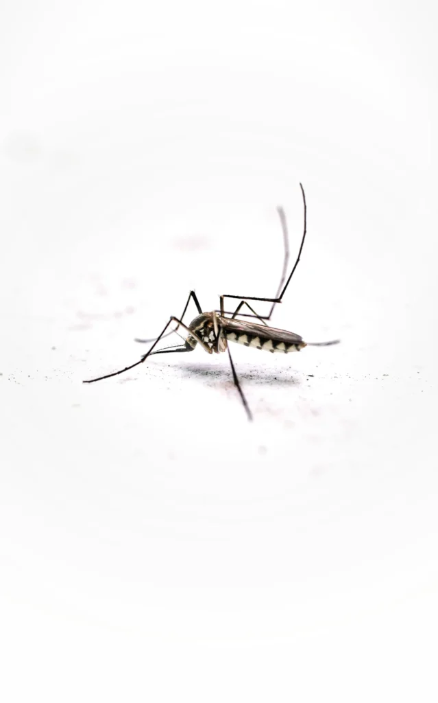 Tired of Mosquitoes Ruining Your Evenings - Montebello Best Pest Pros | Montebello, CA