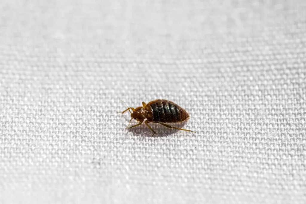 Why Bed Bug Heat Treatments Work Best - Montebello Best Pest Pros | Montebello, CA