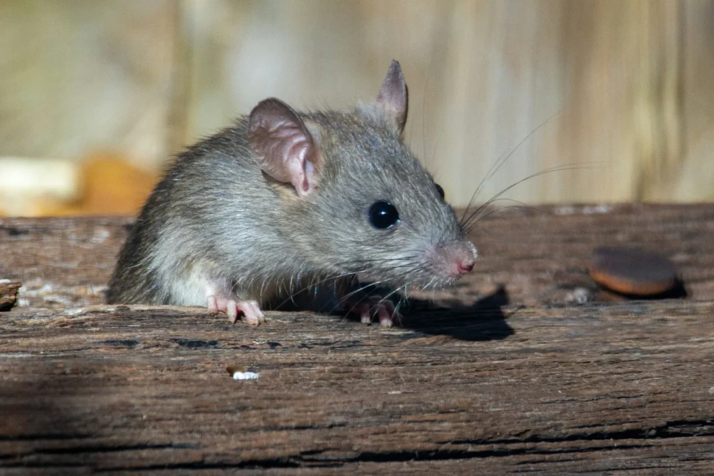 Why-Choose-Our-Rodent-Exterminators - Montebello Best Pest Pros | Montebello, CA